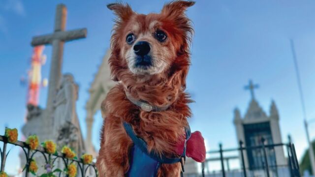 Βραζιλία: Ταφή σκύλων και γατών με τους ιδιοκτήτες τους - Ο νόμος που άλλαξε χάρη στη συγκλονιστική ιστορία του Μπομπ