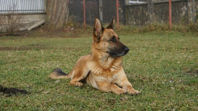 Κρήτη: Άγρια επίθεση σκύλου σε 12χρονο στη Μεσαρά - Διεκομίσθη στο νοσοκομείο (Εικόνες  Βίντεο)
