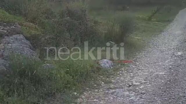 Δαφνές Ηρακλείου Κρήτης: Το σημείο που φέρεται να έδωσε τέλος στη ζωή του ο πρώην σύντροφος της Ελευθερίας Γιακουμάκη (Βίντεο)