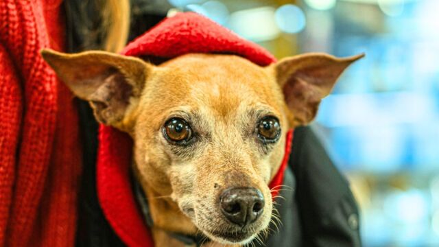 Νέοι κανόνες για ταξίδια με κατοικίδια: Ποιες οι προϋποθέσεις μετακίνησης εντός ΕΕ - Σε ισχύ από τις 22 Απριλίου