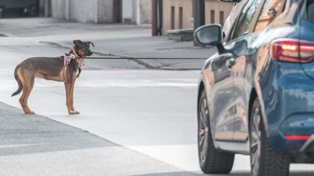 Πώς μαθαίνουμε στον σκύλο να μην κυνηγά τα αυτοκίνητα: Πρακτικός Οδηγός