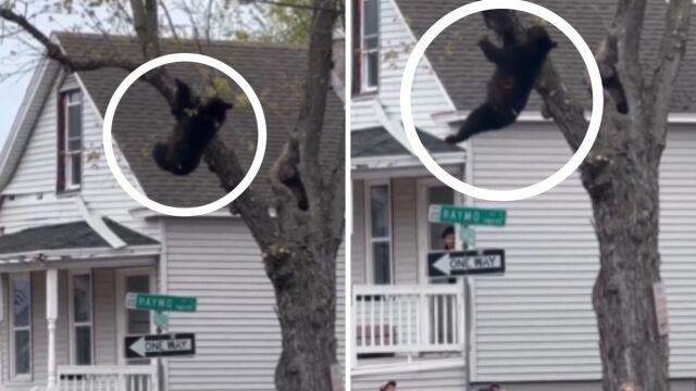 Αναστάτωση προκάλεσε αρκουδάκι στη Νέα Υόρκη: Ανέβηκε σε δέντρο και... δεν έλεγε να κατέβει (Βίντεο)