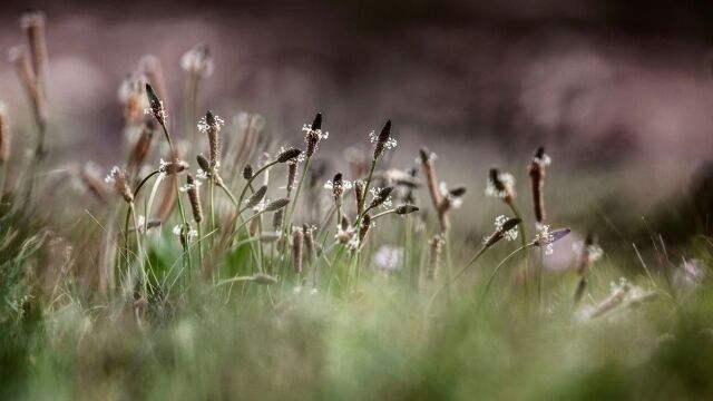 Κλιματική αλλαγή: Παρατείνει την εποχή της γύρης στην Ευρώπη - Επιβάρυνση εκατομμυρίων πολιτών