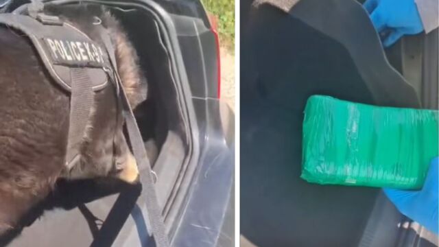 Θεσσαλονίκη: Αστυνομικός σκύλος 