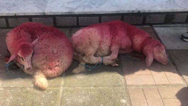 Σοκ στη Θεσσαλονίκη: Έδεσαν αρνάκια και τα έβαψαν κόκκινα έξω από εκκλησία (Εικόνες  Βίντεο)