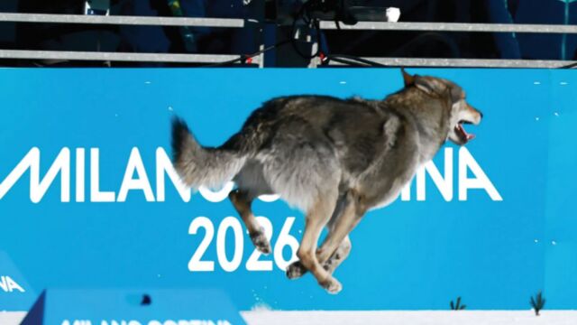 Χειμερινοί Ολυμπιακοί Αγώνες: Το Τσεχοσλοβάκικο Λυκόσκυλο που κέρδισε τις εντυπώσεις…