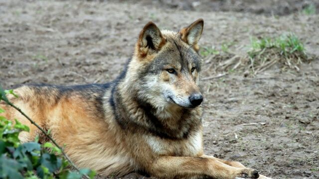 Τρόμος στη Λάρισα: Λυκόσκυλο επιτέθηκε σε γυναίκα, στον σκύλο της και σε δύο ακόμα άτομα που έσπευσαν για βοήθεια