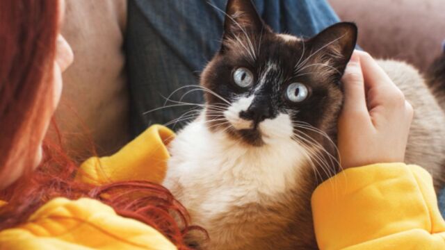 Τα σπάνια χαρίσματα της γάτας: Η λεπτή ισορροπία μεταξύ ανεξάρτητου χαρακτήρα και δεσίματος με τον άνθρωπο