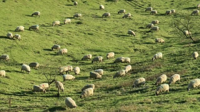 Λέσβος: Οι 4 παρεμβάσεις που έρχονται για τους κτηνοτρόφους - 