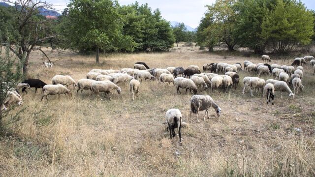 Αφθώδης πυρετός: Πότε θα καταβληθούν οι αποζημιώσεις στους κτηνοτρόφους - Ξεκινά η διακίνηση ώριμων τυριών εκτός Λέσβου