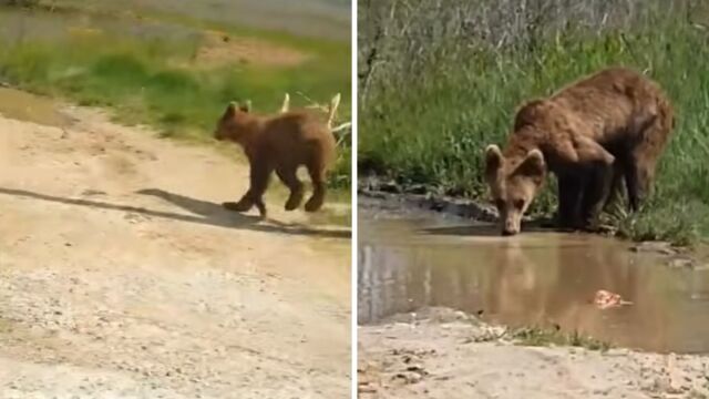 Εορδαία: Αρκουδάκι τρέχει ανέμελο στη μέση του δρόμου (Βίντεο)