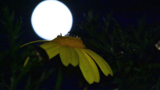 Πανσέληνος Μαΐου: Πότε θα δούμε το Φεγγάρι των Λουλουδιών και τη σπάνια Μπλε Σελήνη