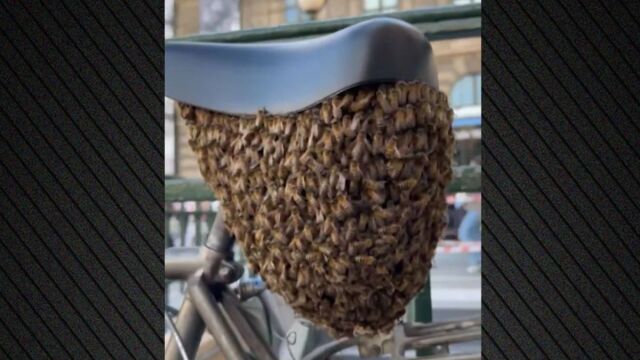 Παρίσι: Χιλιάδες μέλισσες έκαναν φωλιά σε σέλα ποδηλάτου (Βίντεο)