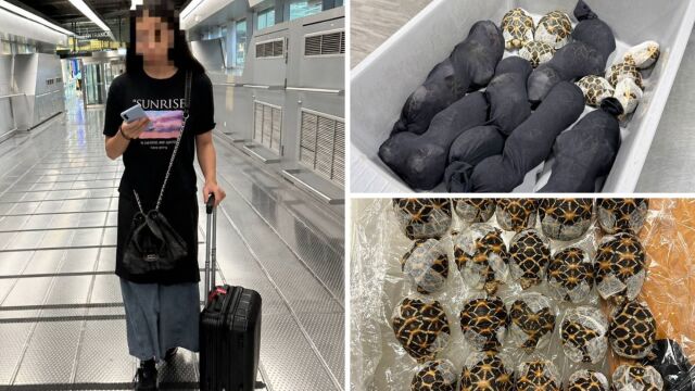 Ταϊλάνδη: Συνελήφθη 19χρονη Ταϊβανέζα στο αεροδρόμιο της Μπανγκόκ, μετέφερε 30 σπάνιες χελώνες κρυμμένες στα ρούχα της