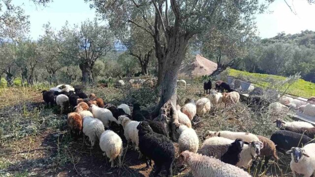 Αφθώδης πυρετός: 76 κρούσματα σε 116 εκτροφές της Λέσβου μέσα σε σχεδόν δύο μήνες