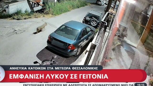 Μετέωρα Θεσσαλονίκης: Λύκος εμφανίστηκε στην περιοχή - Νύχτα τρόμου για τους κατοίκους