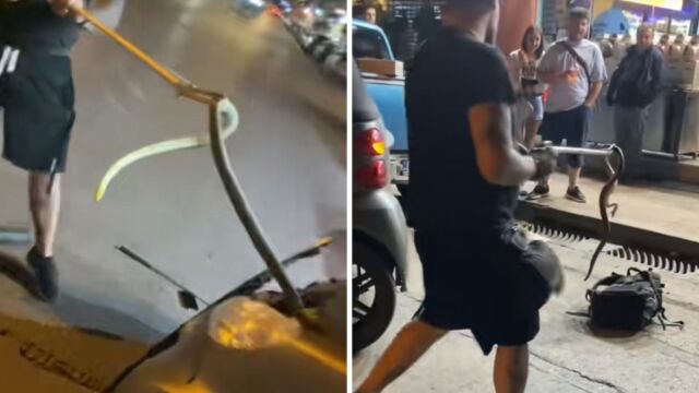 Έκπληκτος οδηγός στη Θεσσαλονίκη: Φίδι ενός μέτρου