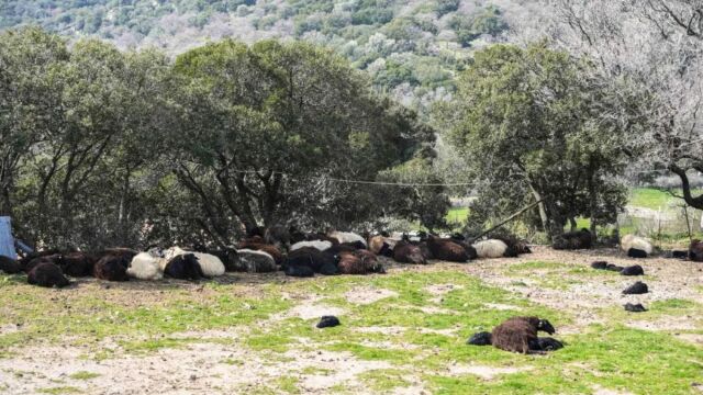 Αφθώδης πυρετός στη Λέσβο: Αυξάνονται σε 17 οι στρατιωτικοί 