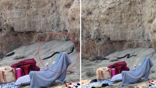 Τρόμος για λουόμενους στην Κύπρο: Μαύρα φίδια εμφα