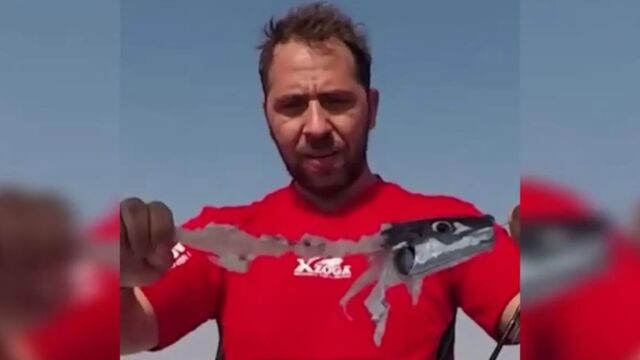 Λαγοκέφαλος: Το σοκαριστικό πείραμα Έλληνα ψαρά που κατέγραψε σε βίντεο την κανιβαλική συμπεριφορά του