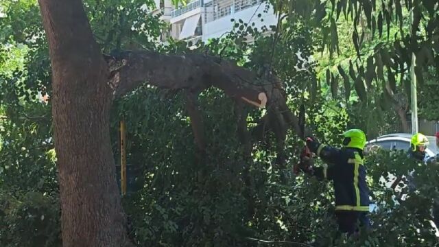 Χάος από τους ανέμους στην Αττική: Πτώσεις δέντρων με εγκλωβισμό οδηγού, τοίχος κατέρρευσε στο Παγκράτι (Βίντεο)
