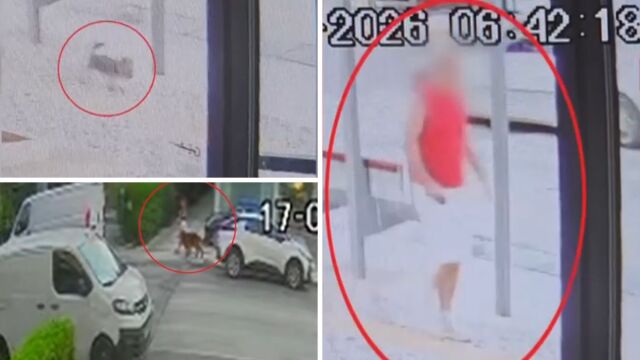 Βίντεο ντοκουμέντο από την επίθεση σκύλου στα Βριλήσσια: Το έπνιξε, δεν είχε σημάδια πούθενα είπε ο 66χρονος - Η ιδιοκτήτρια ισχυρίζεται πως τον είχε δεμένο (Βίντεο)