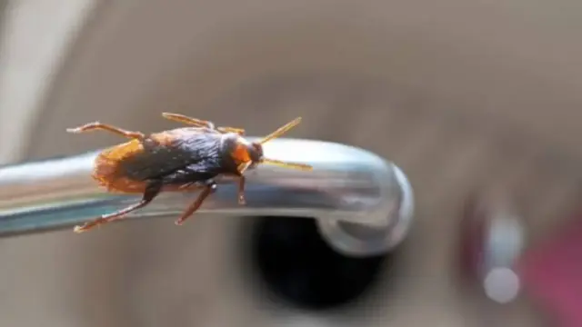 Με ένα απλό υλικό από το μπάνιο μπορείς να διώξεις κατσαρίδες και μυρμήγκια